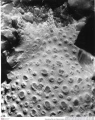 Historisches Foto von Palinurus kuehni (NHMW-AFW-GEO-BACHMAYER-FOTO-1990-0041-2689)